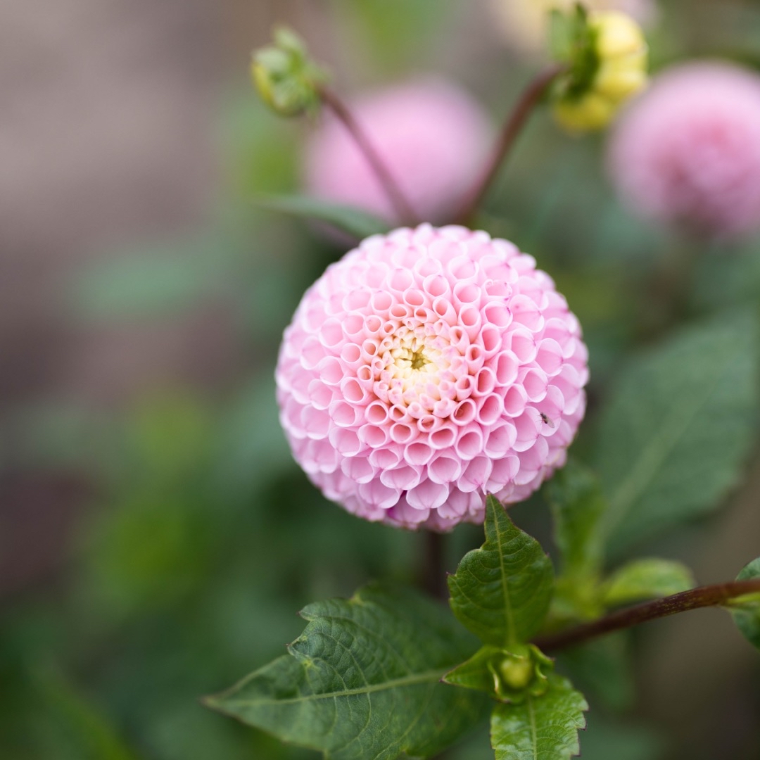 Oh Garden Dahlia Hapet Barbie