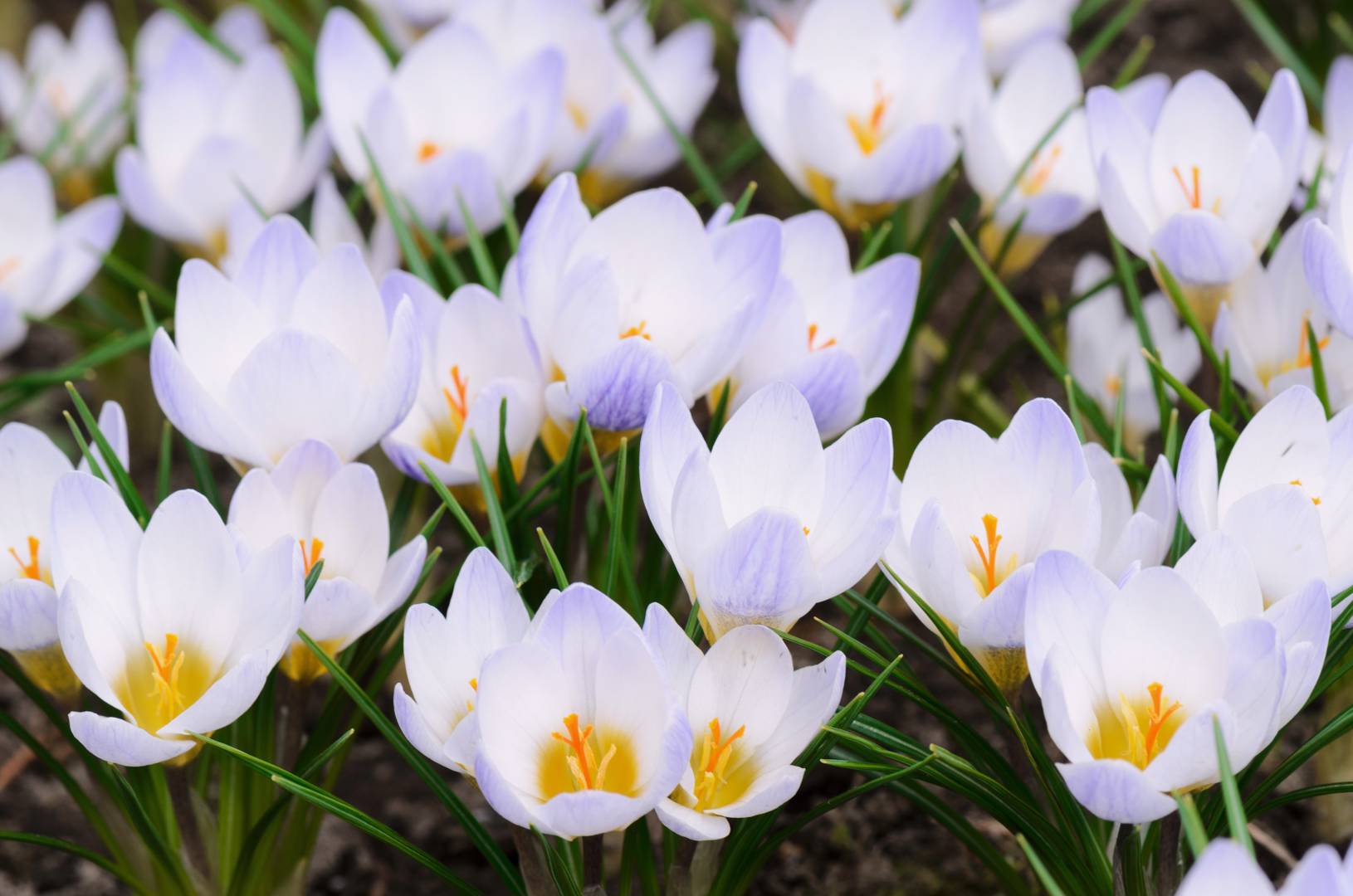 Oh Garden Krokus Blue Pearl