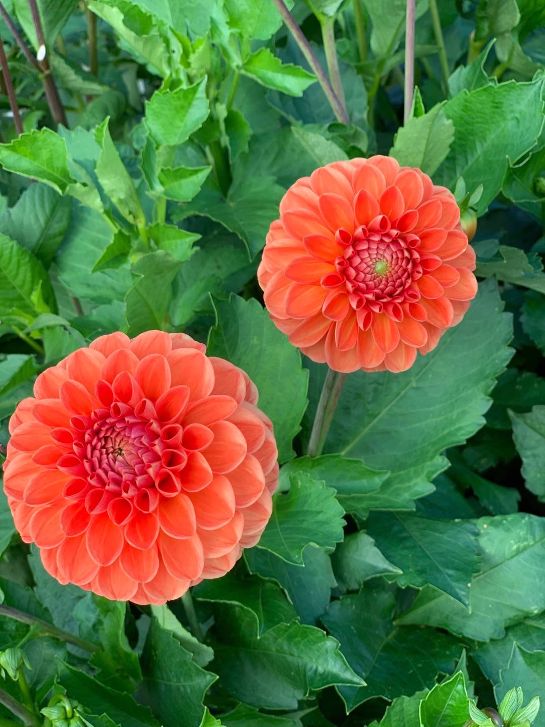 Oh Garden Dahlia Hapet Mandarin