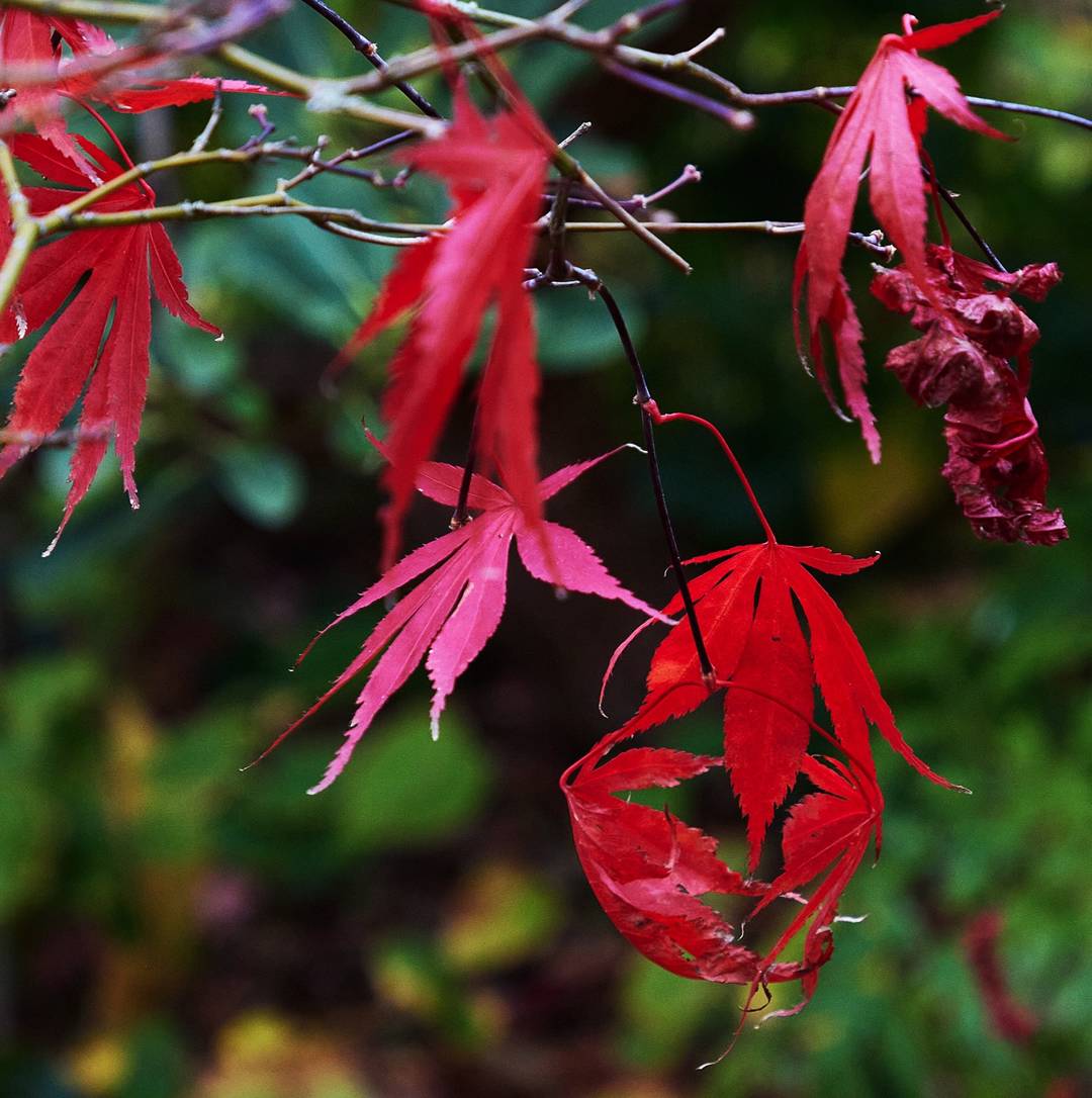 Oh!Garden - Japansk lönn Sumi-Nagashi
