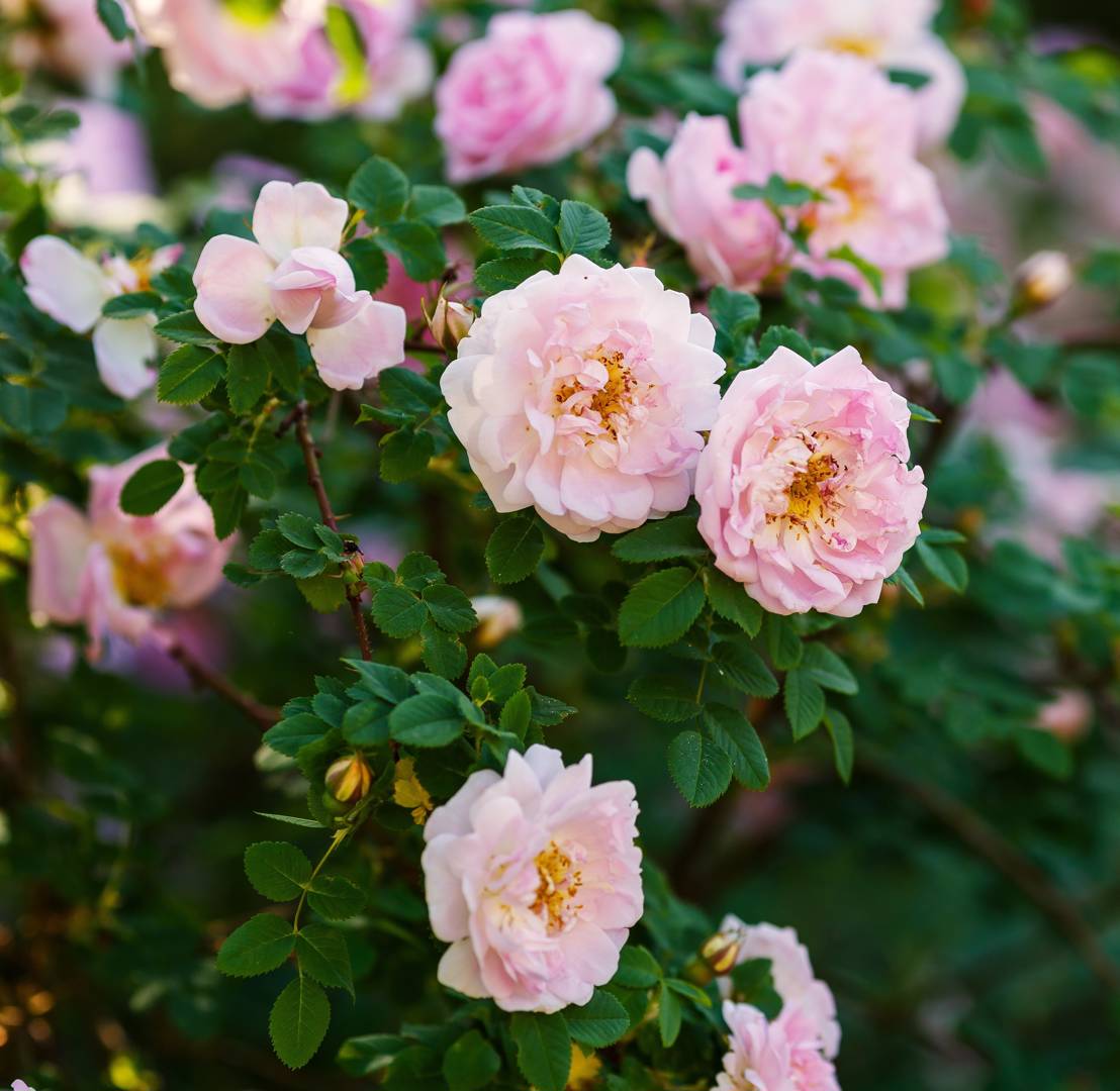 Oh!Garden - Ros Pink Robusta