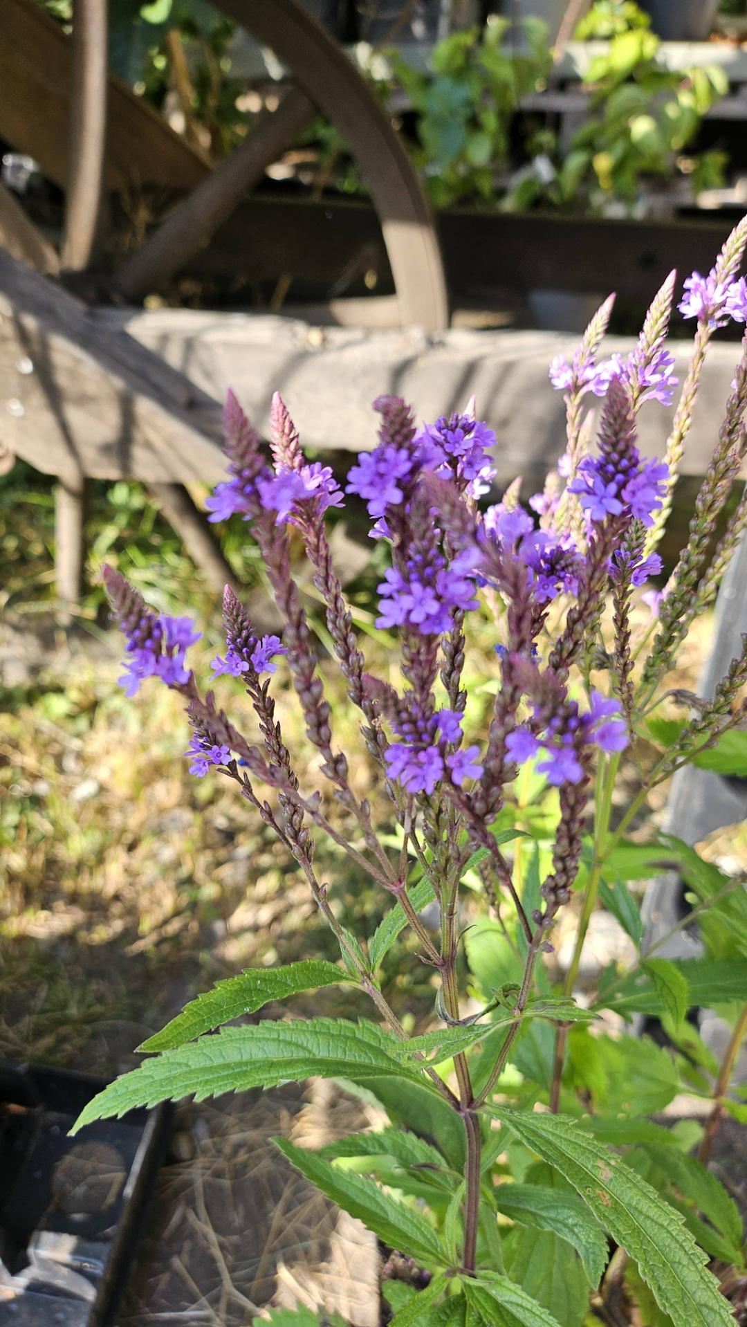 Verbena Blue Spires