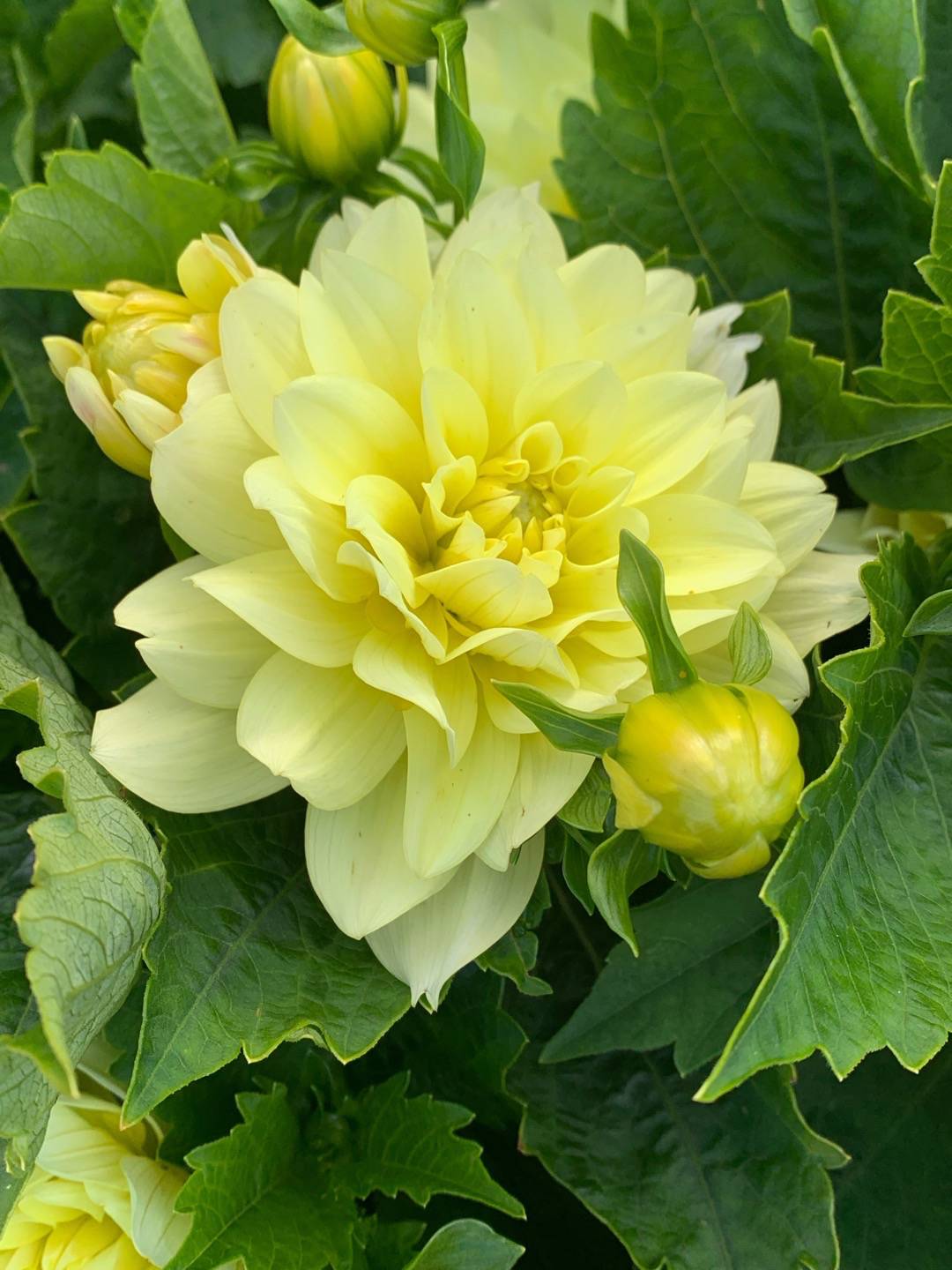 Dahlia Berliner Lemon