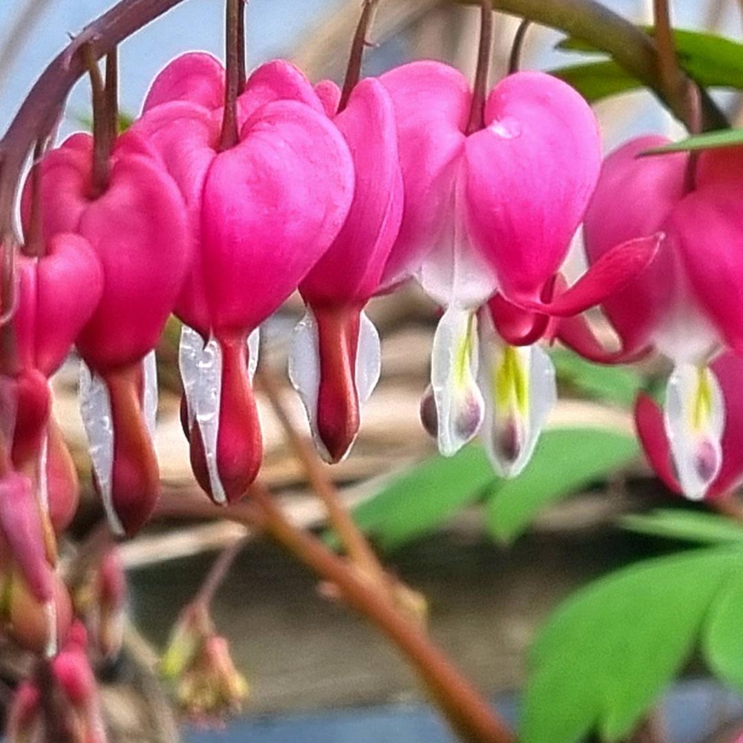 BlommaSvl