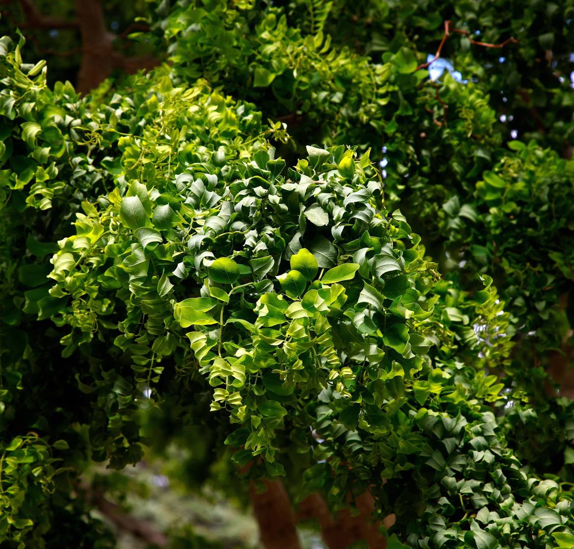 Skruvrobinia Lace Lady
