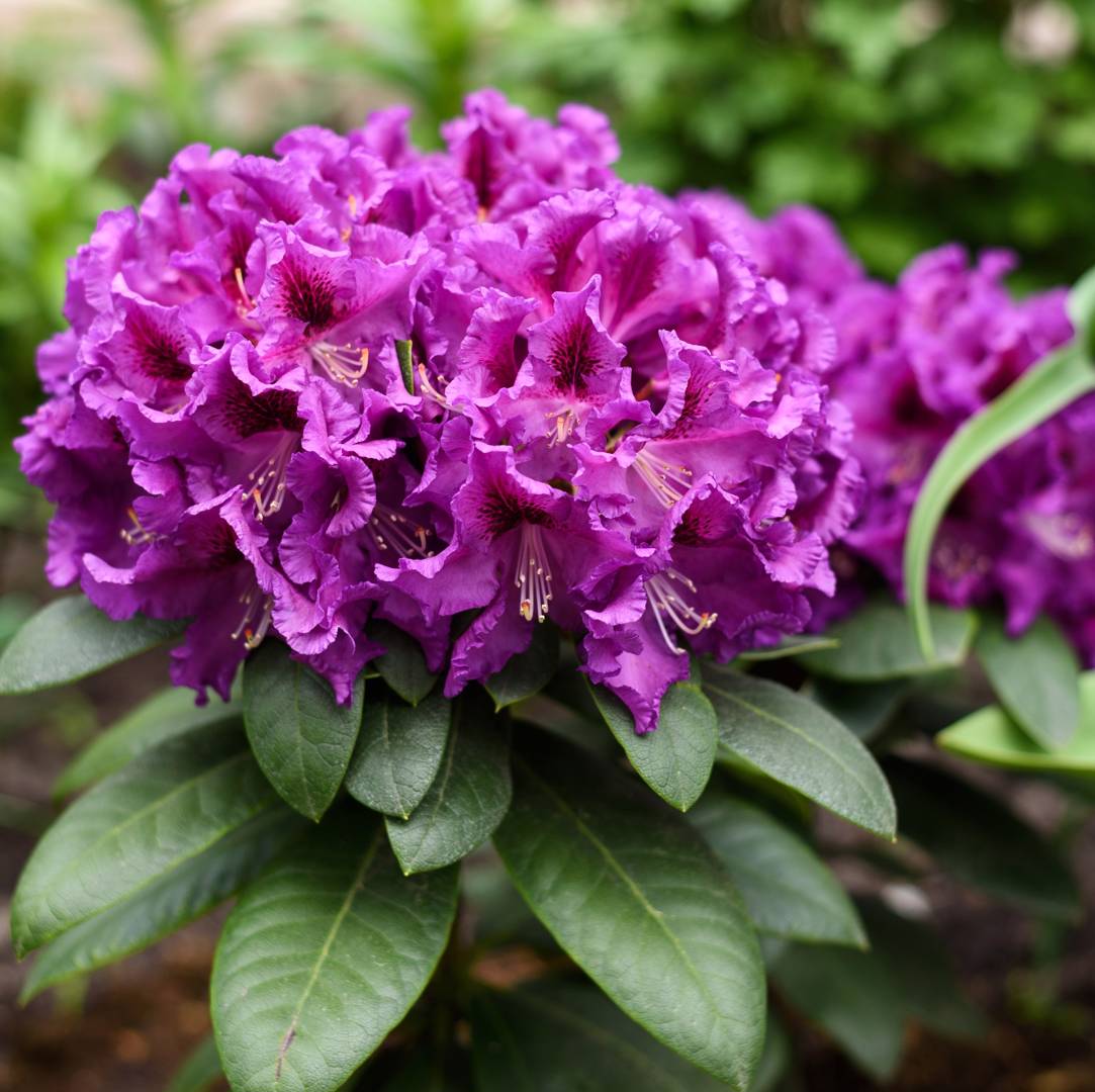 Oh!Garden - Rhododendron Rasputin