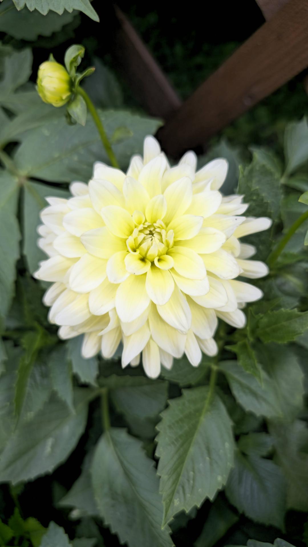 7sortersblomster