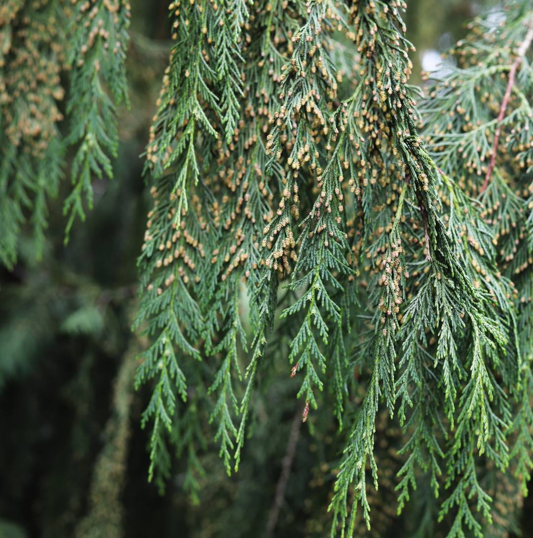 Nutkacypress Pendula