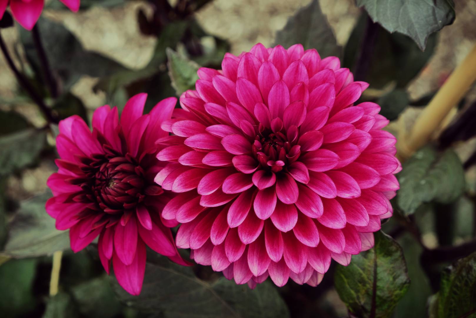 Dahlia Purple Flame