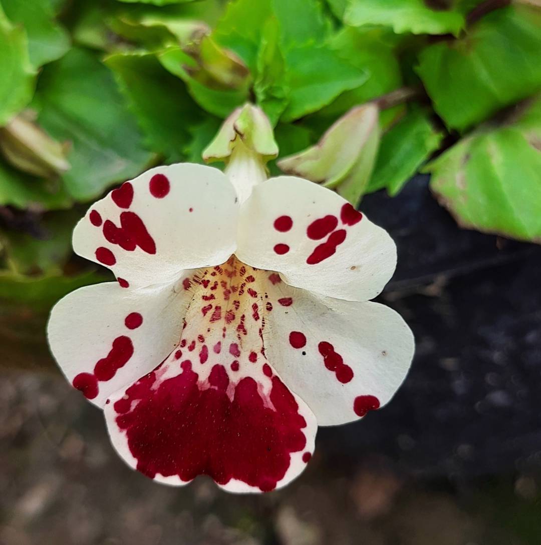 Brokgyckelblomma Tigrinus Grandiflorus