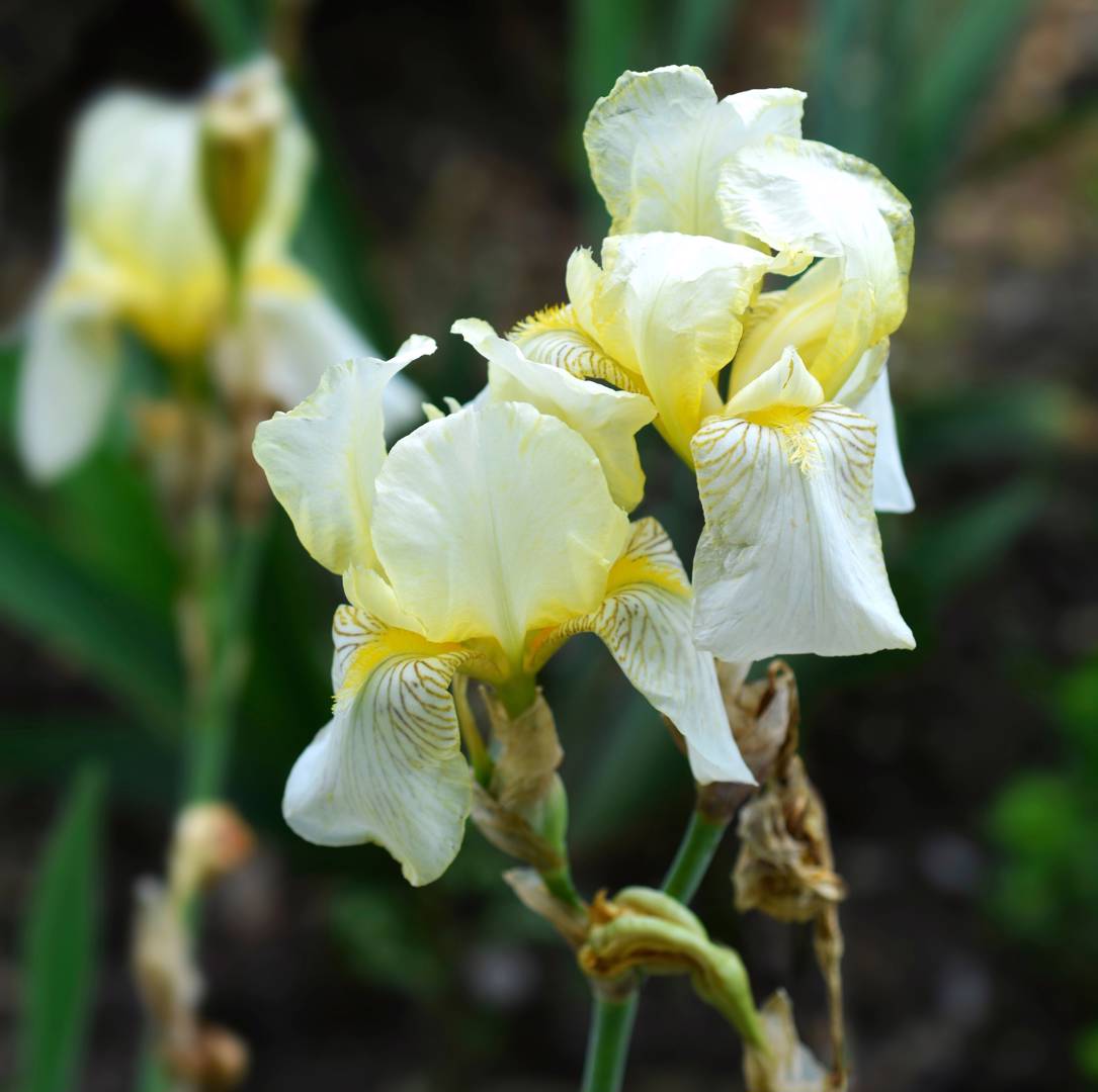 Iris Flavescens