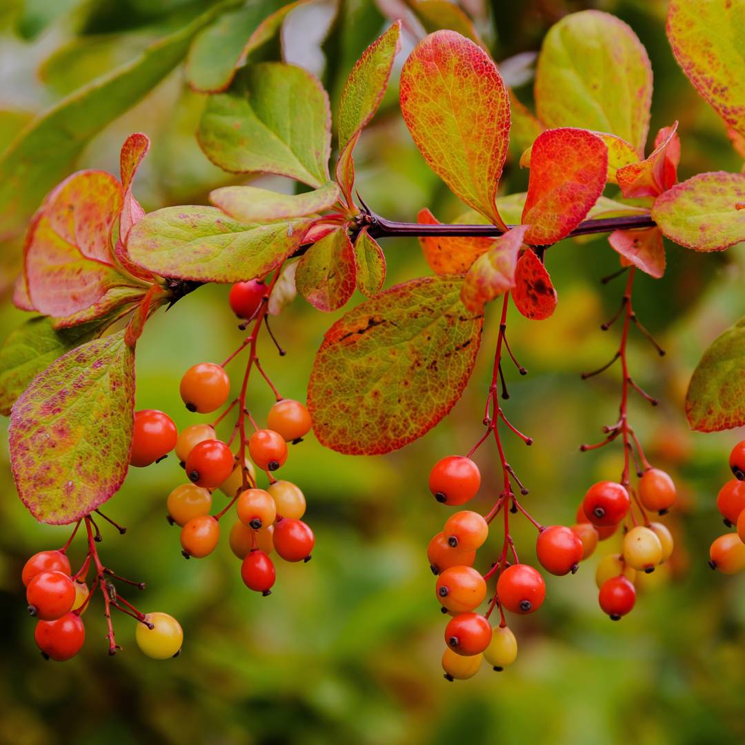 Koreansk Berberis 
