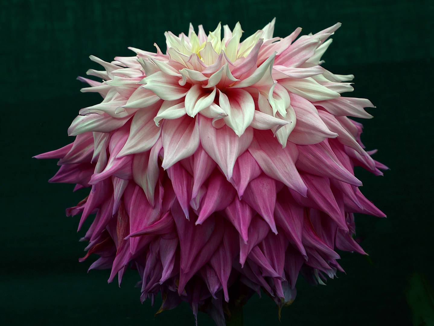 Dahlia Sir Alf Ramsey