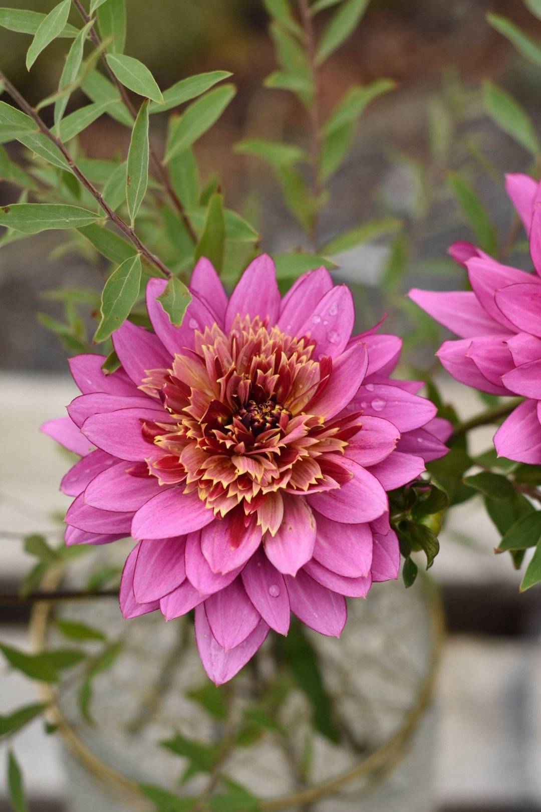Dahlia Mambo
