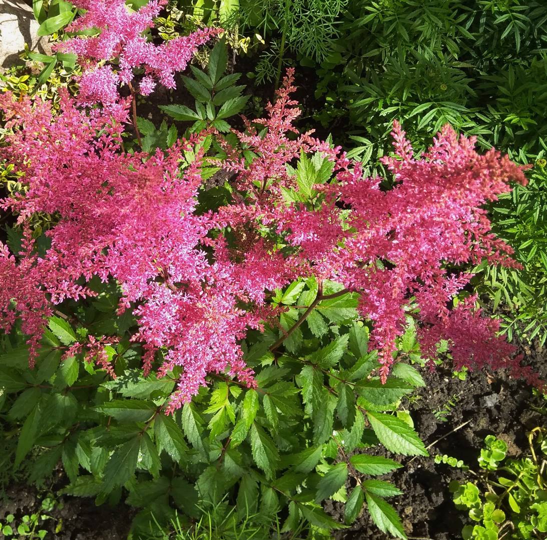 Astilbe Cattleya