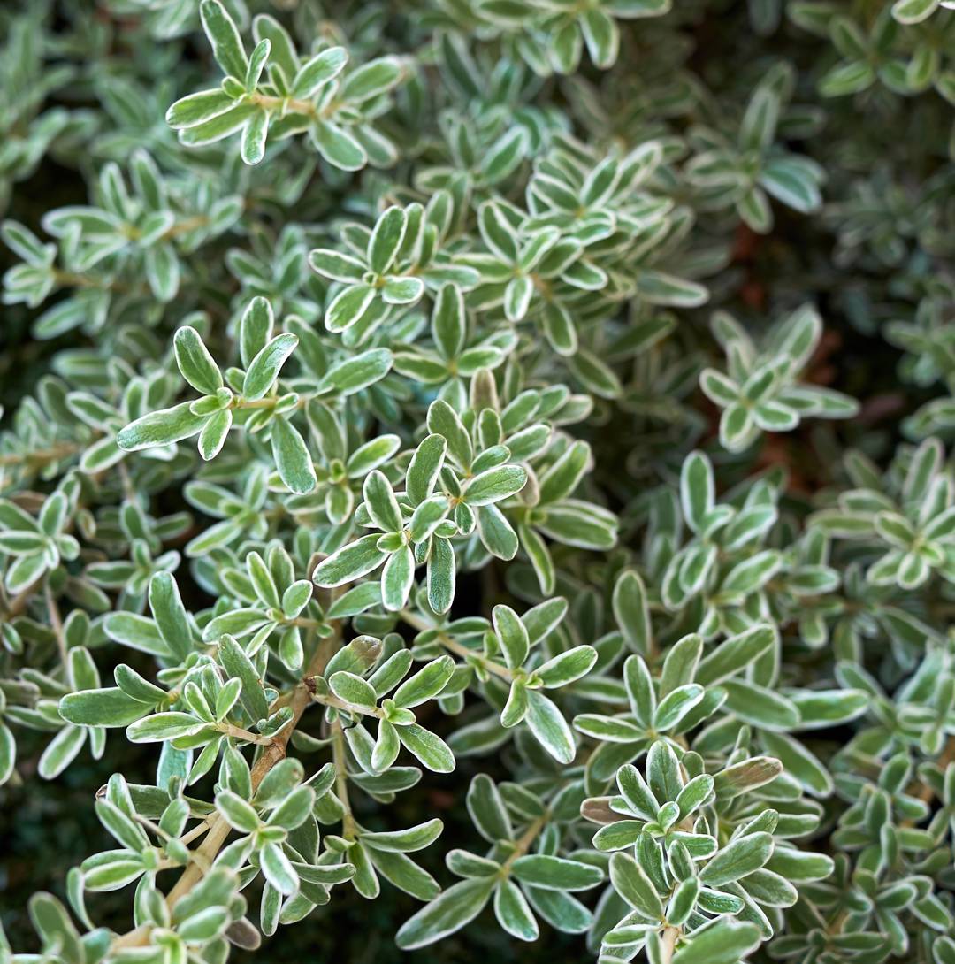 Koprosma 