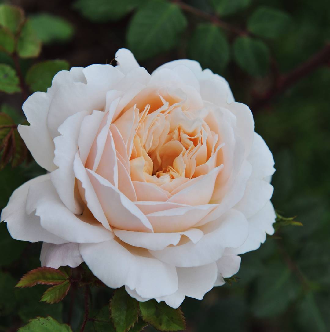 Ros Crocus Rose