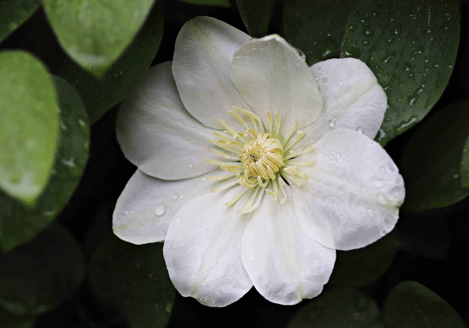 Klematis Guernsey Cream