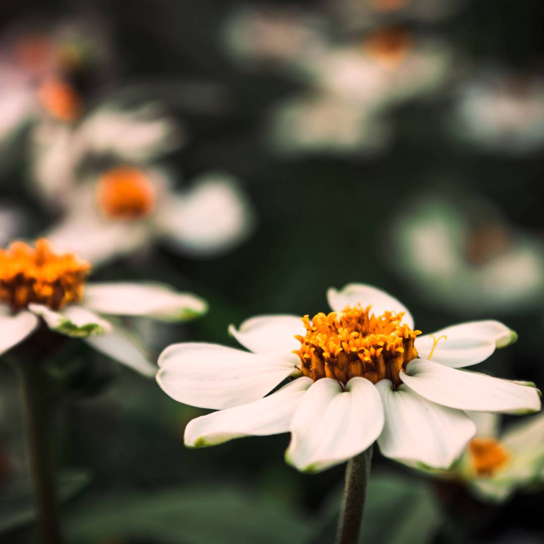 Zinnia Crystal White