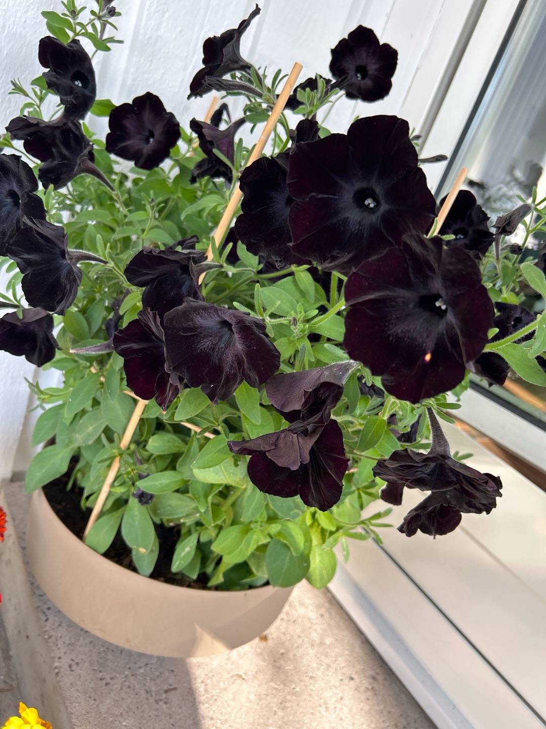 Petunia Debonair Black Cherry