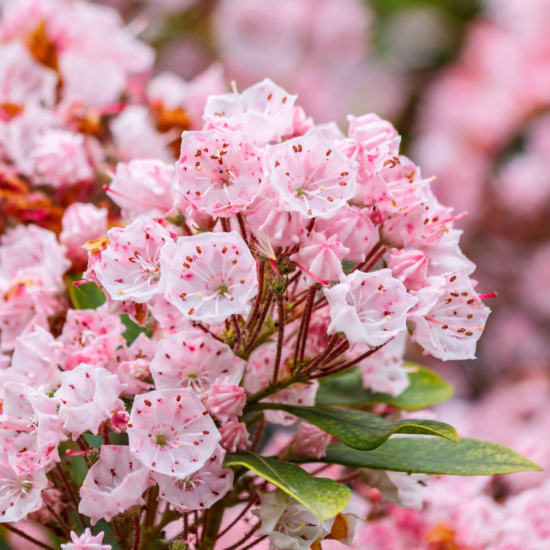 Bredbladig Kalmia 