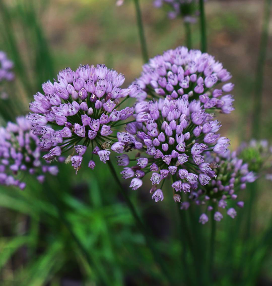 Rysslök Summer Beauty