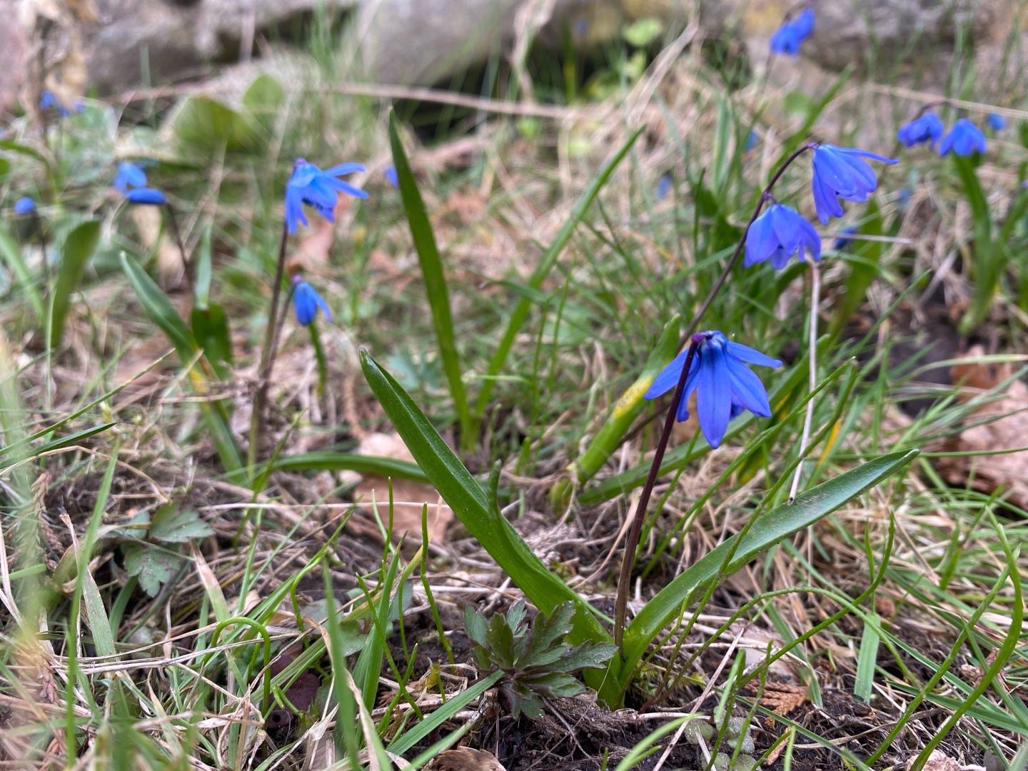 gardensagarden