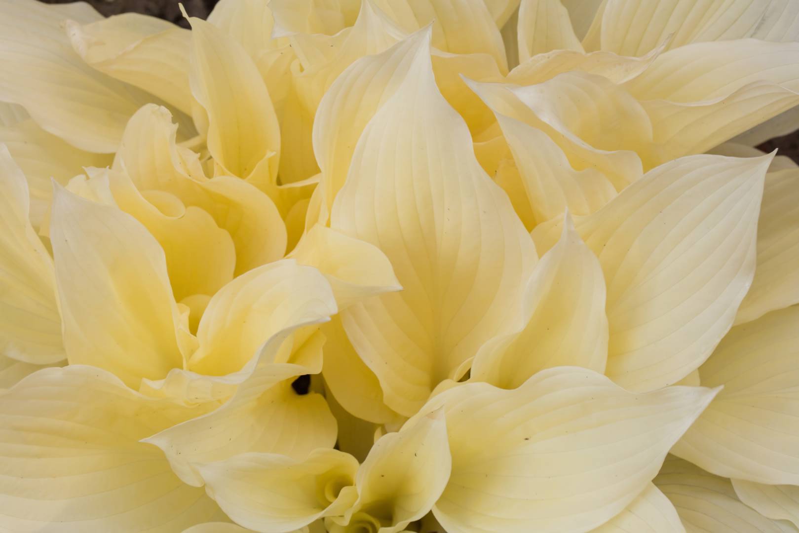 Funkia White Feather