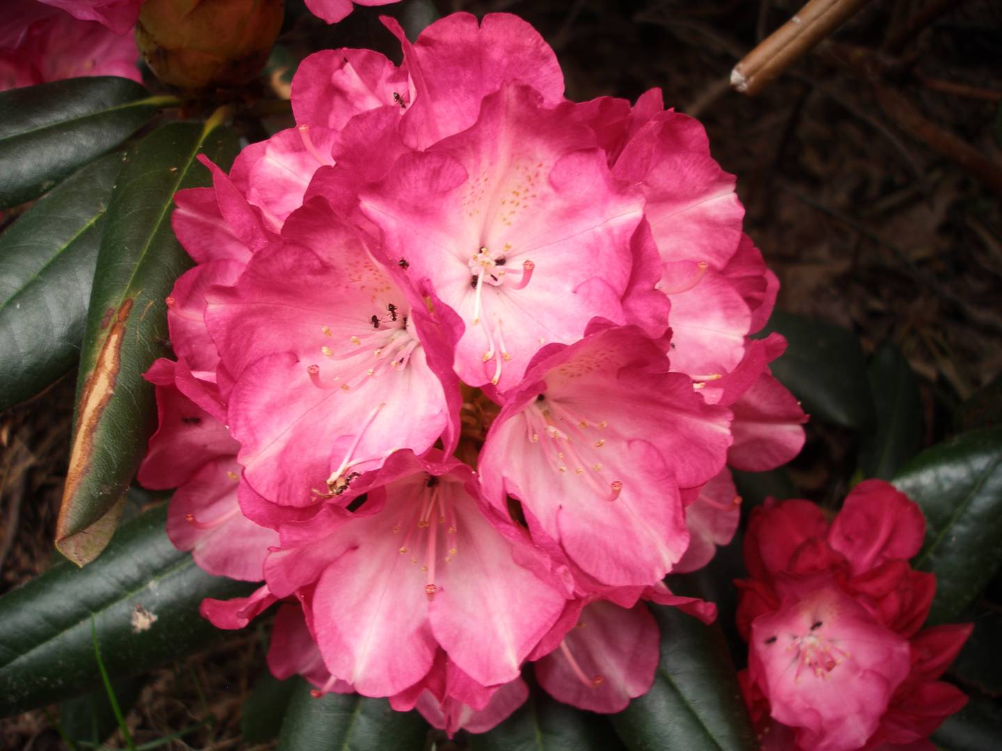 Rhododendron Fantastica
