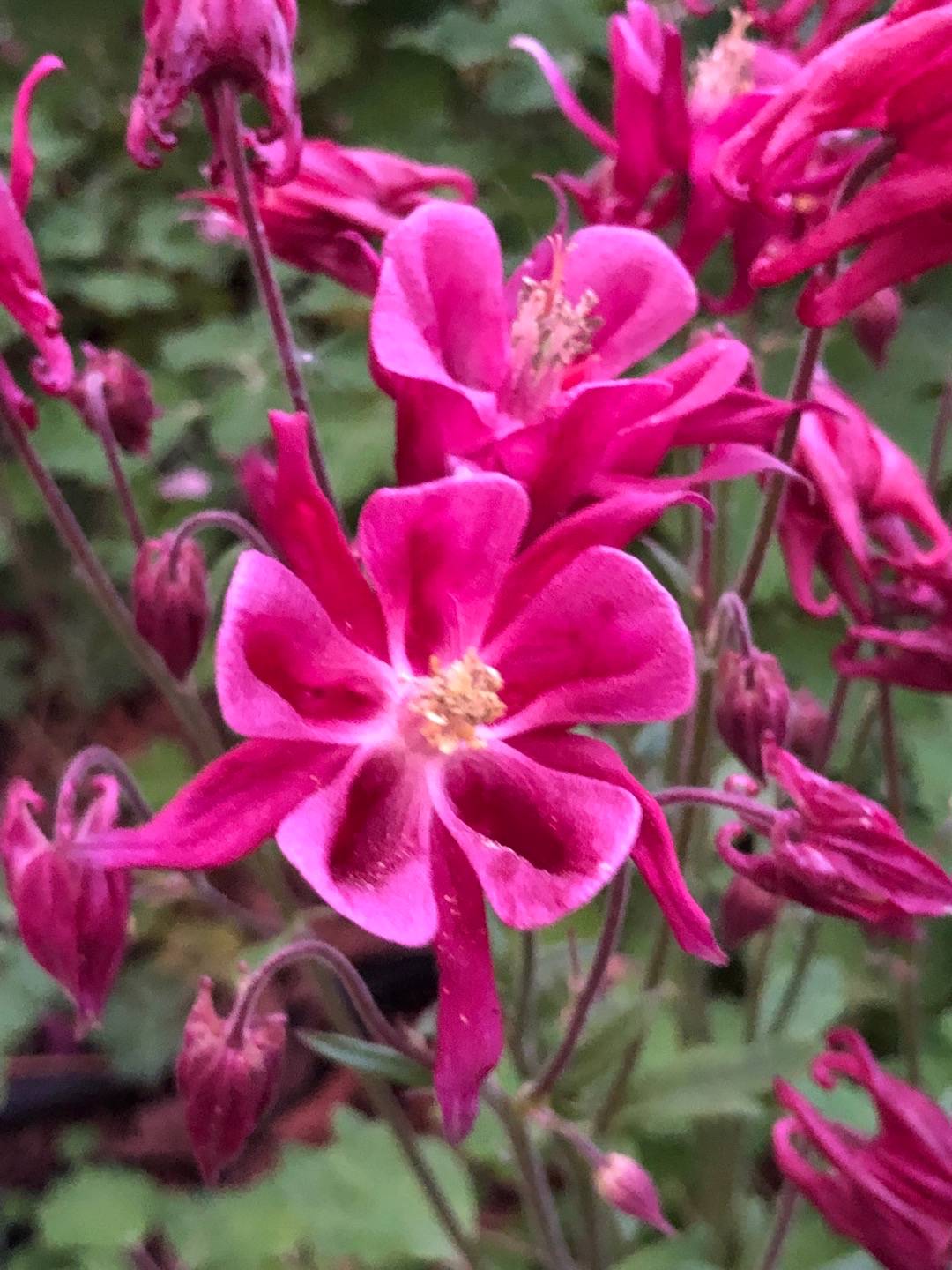 Rensättra trädgård