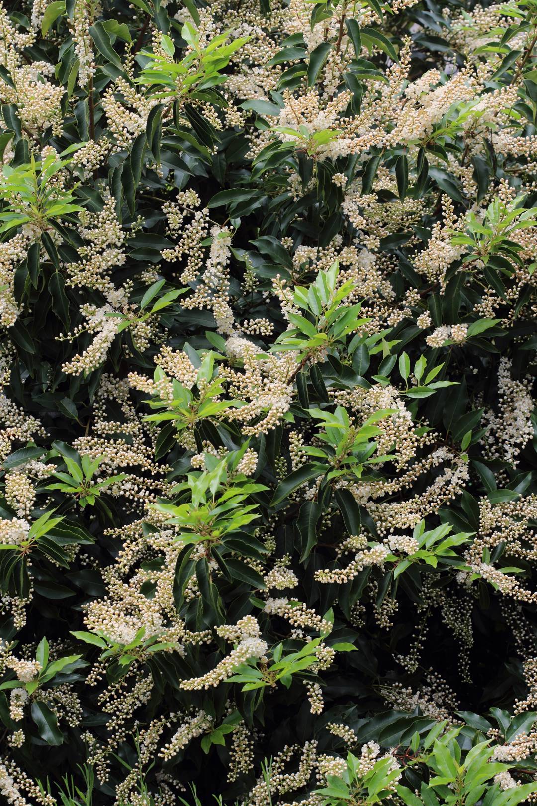 Portugisisk Lagerhägg Angustifolia