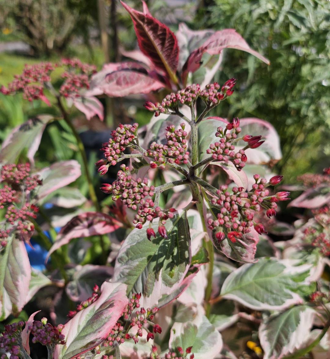 Purpurhortensia Euphoria Pink