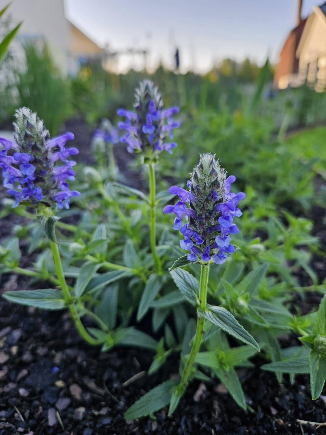 Nepeta Blue Moon