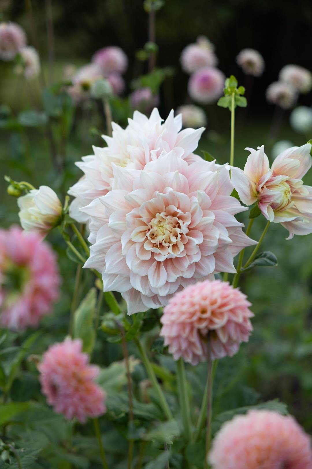 Dahlia Break Out