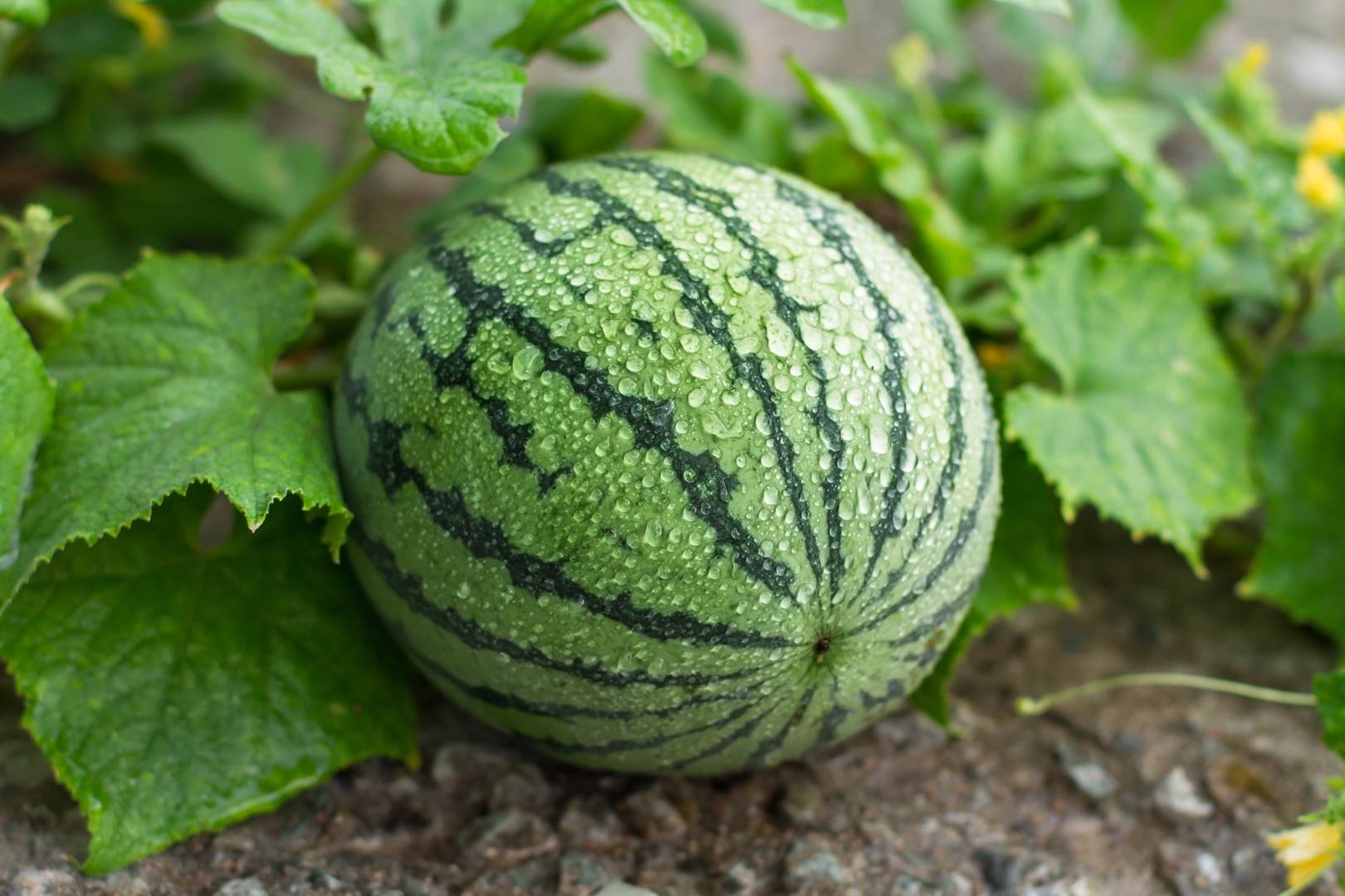 Vattenmelon 