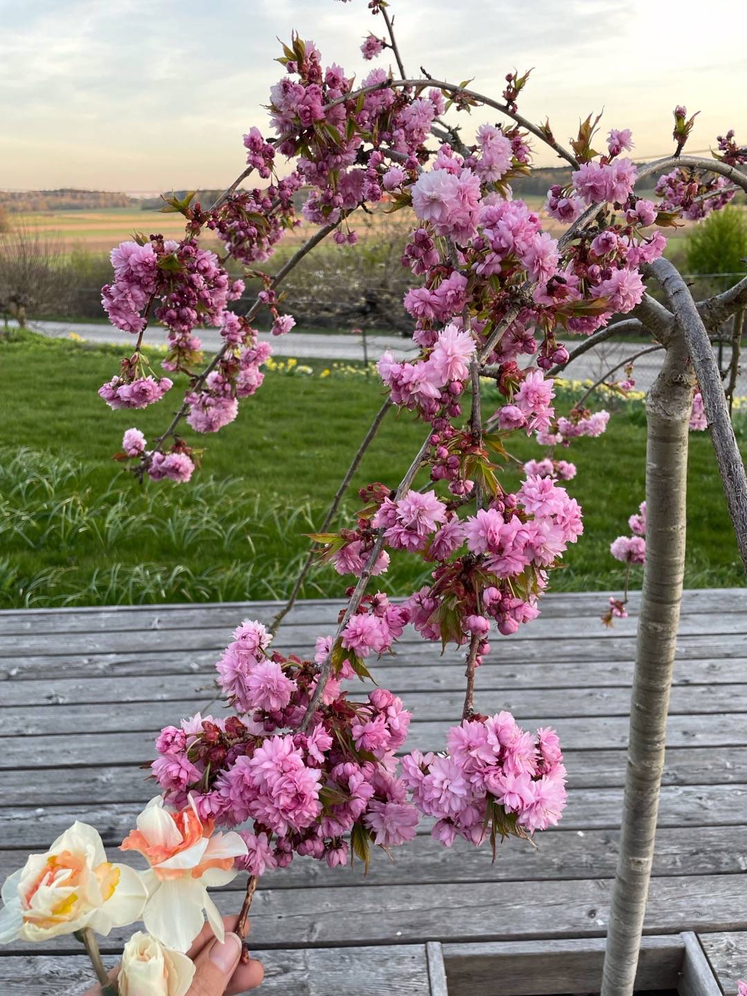 bulbaholic.anonymous