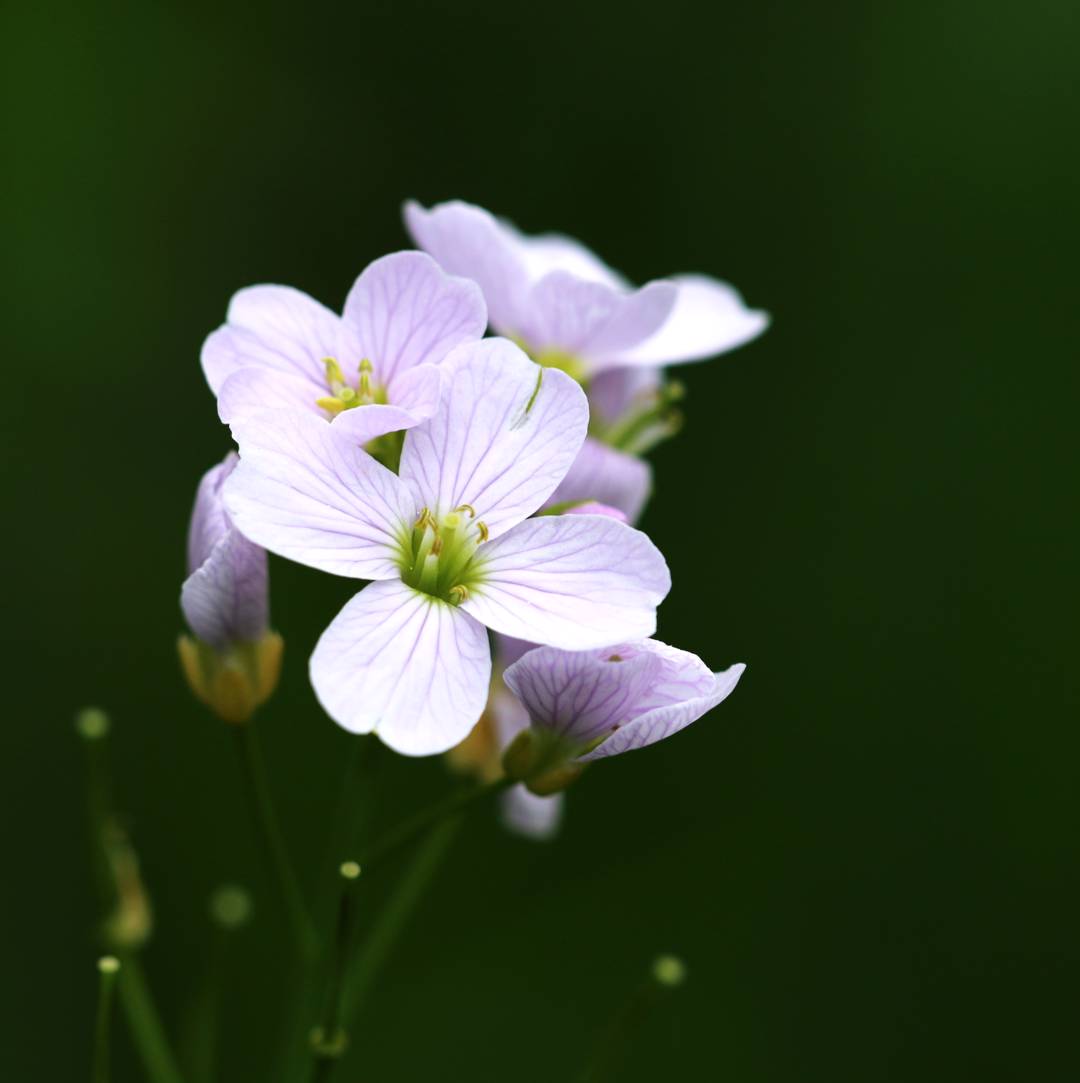 Ängsbräsma 