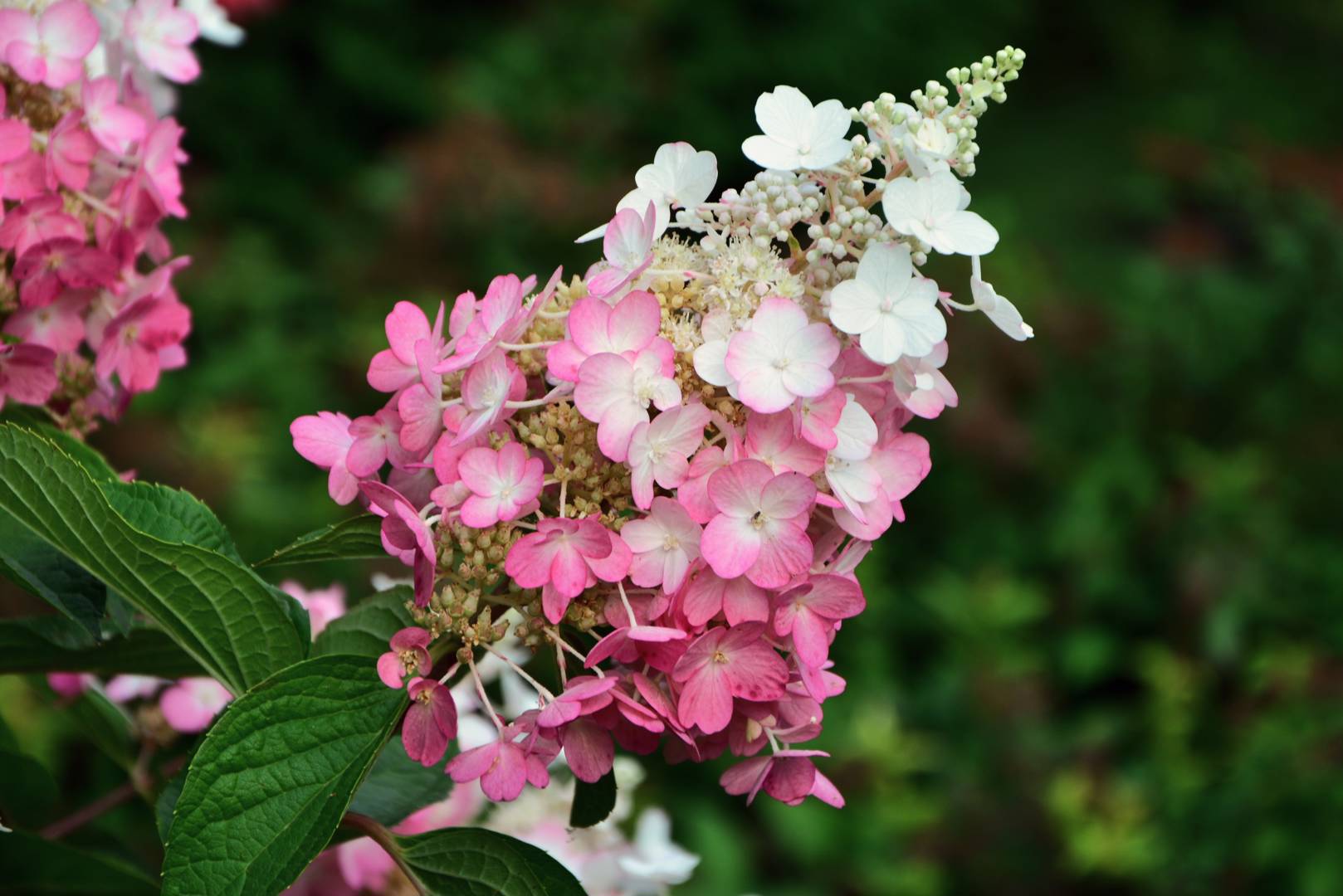 Syrenhortensia Pinky Winky