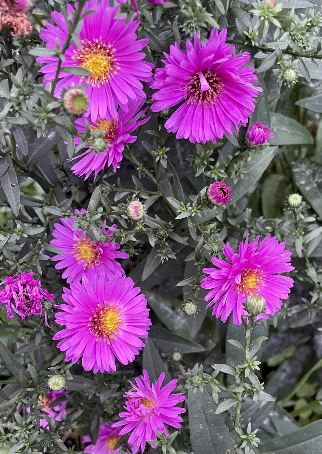 Oh!Garden - Höstaster Anneke