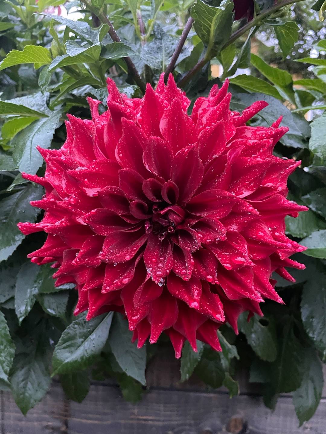 Dahlia Emory Paul