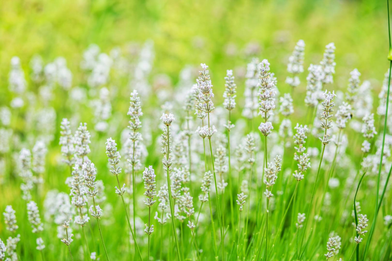 Lavendel Alba