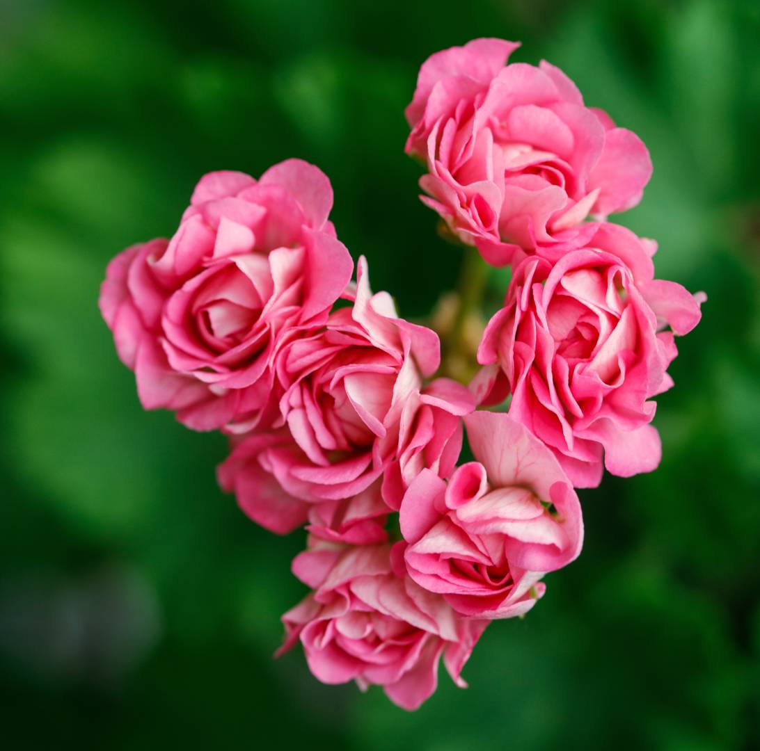 Pelargon Prinsessan Filippa