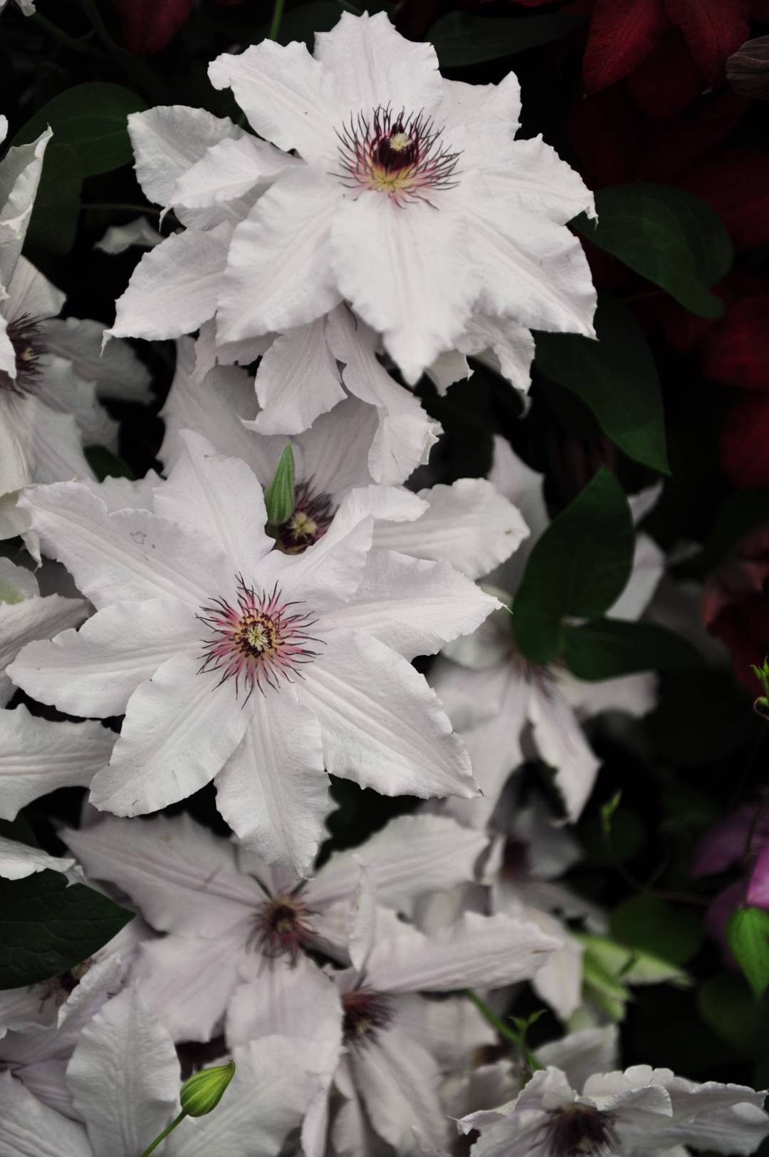 Klematis Snow Queen