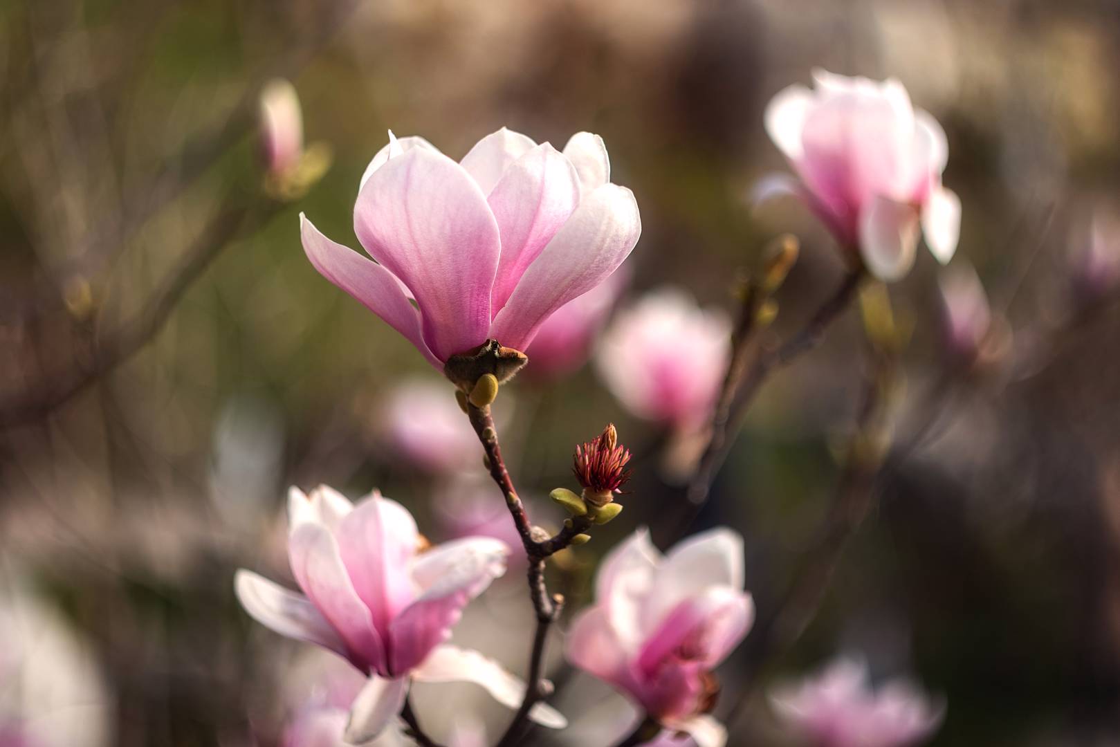 Praktmagnolia 