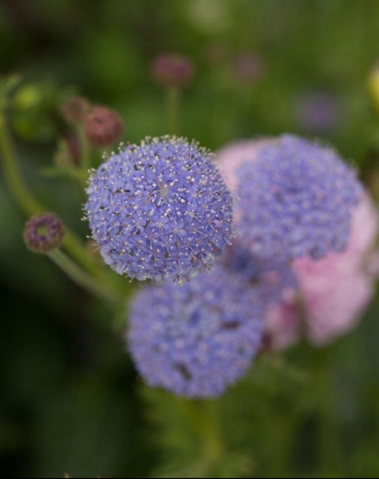 Spetsblomma Lacy Lavender Blue