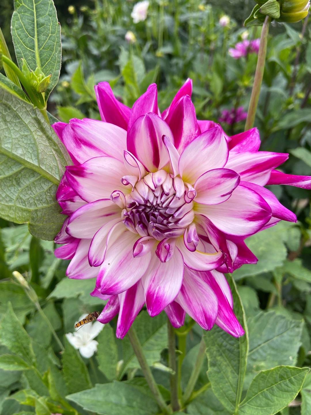 Dahlia Melody Dixie