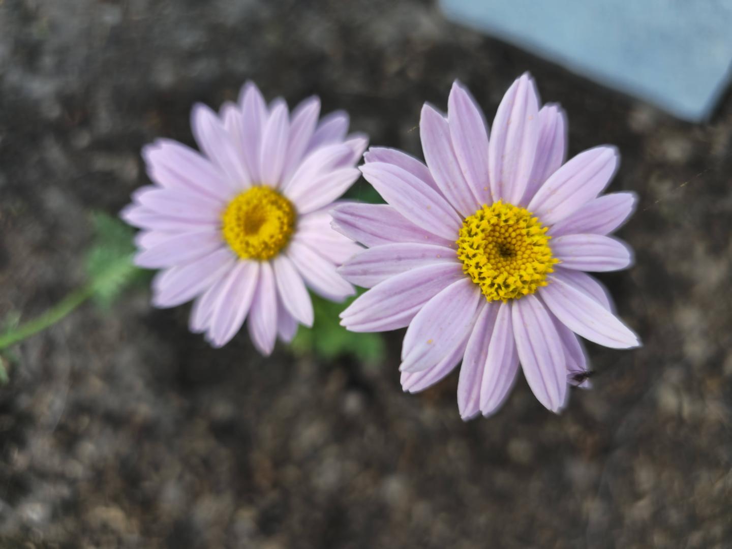 Rosenkrage Robinson's Pink