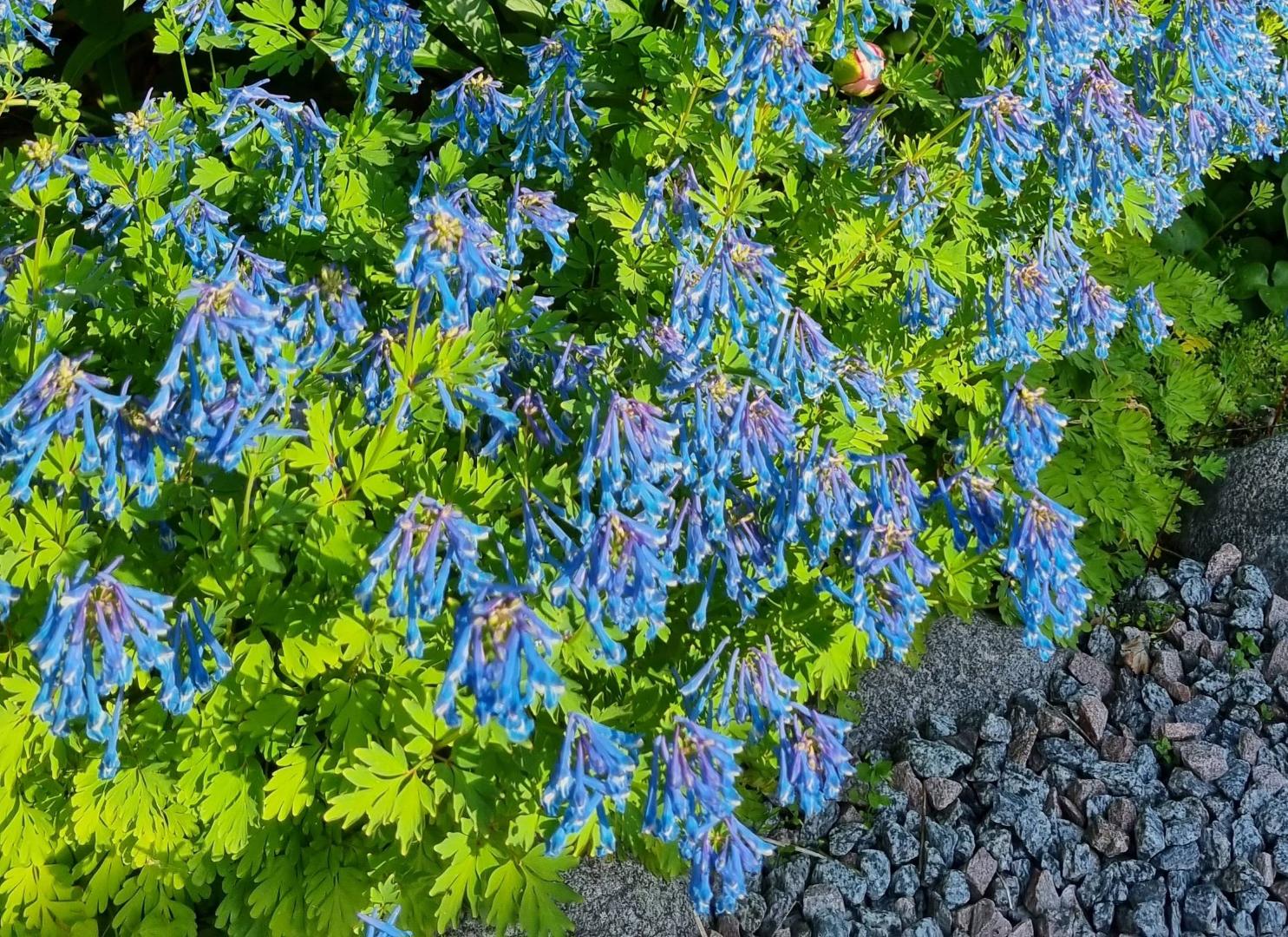 Nunneört Craigton Blue