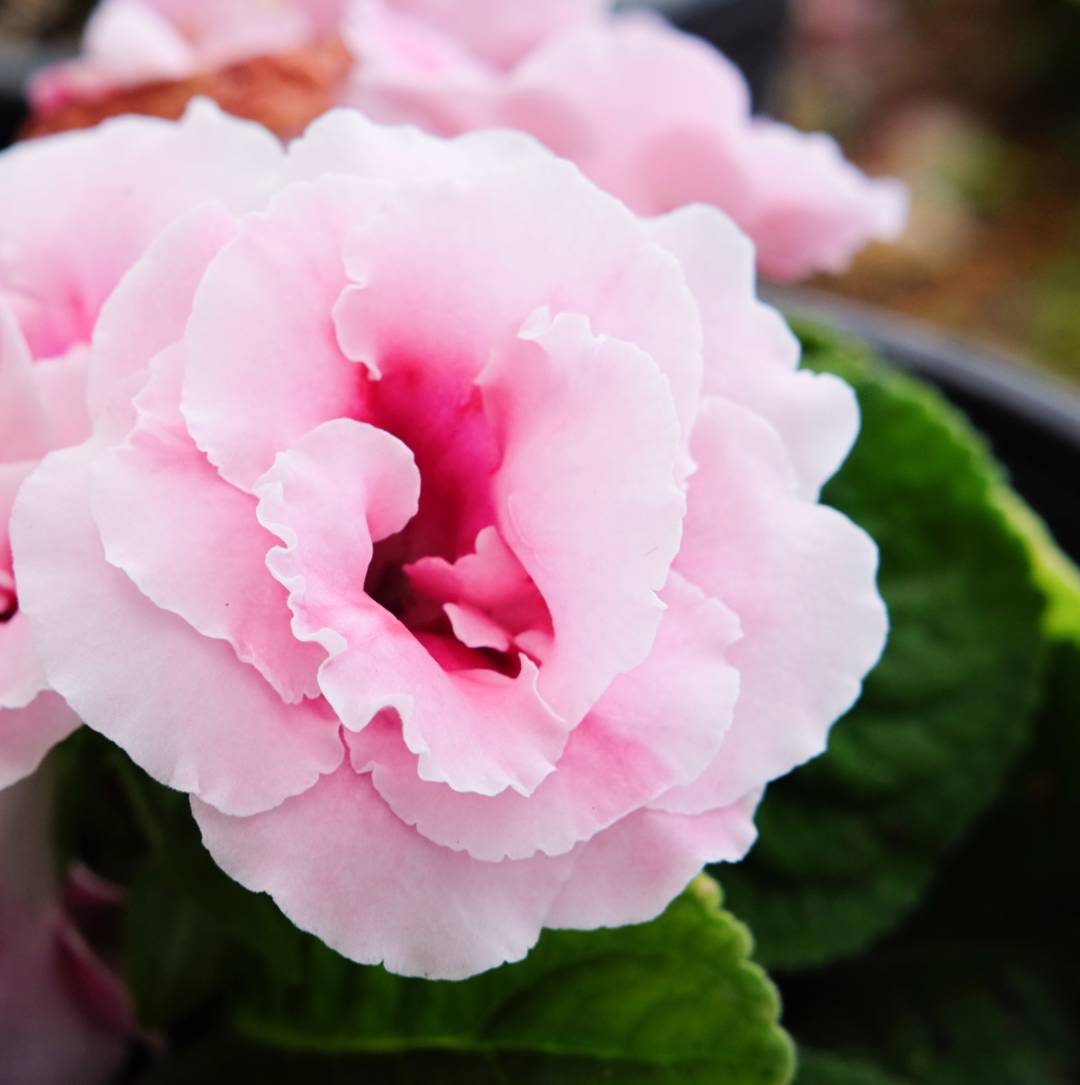 Gloxinia 