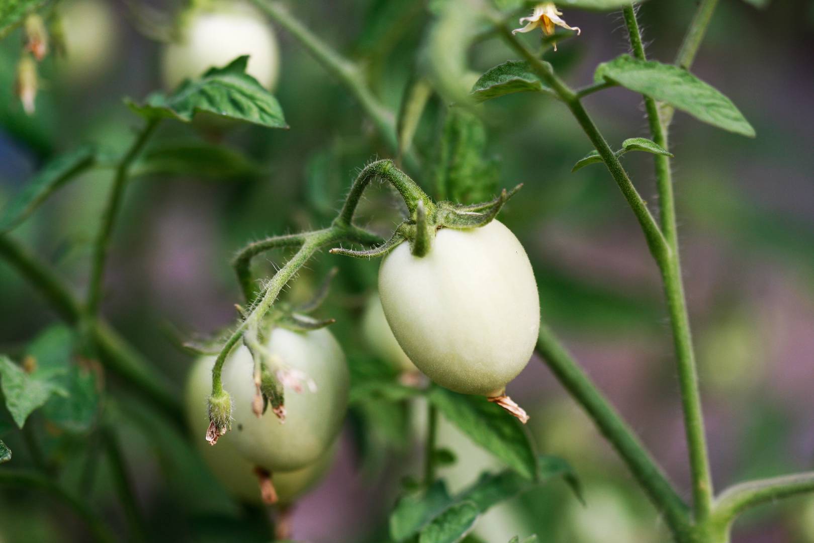 Aubergin Golden Eggs